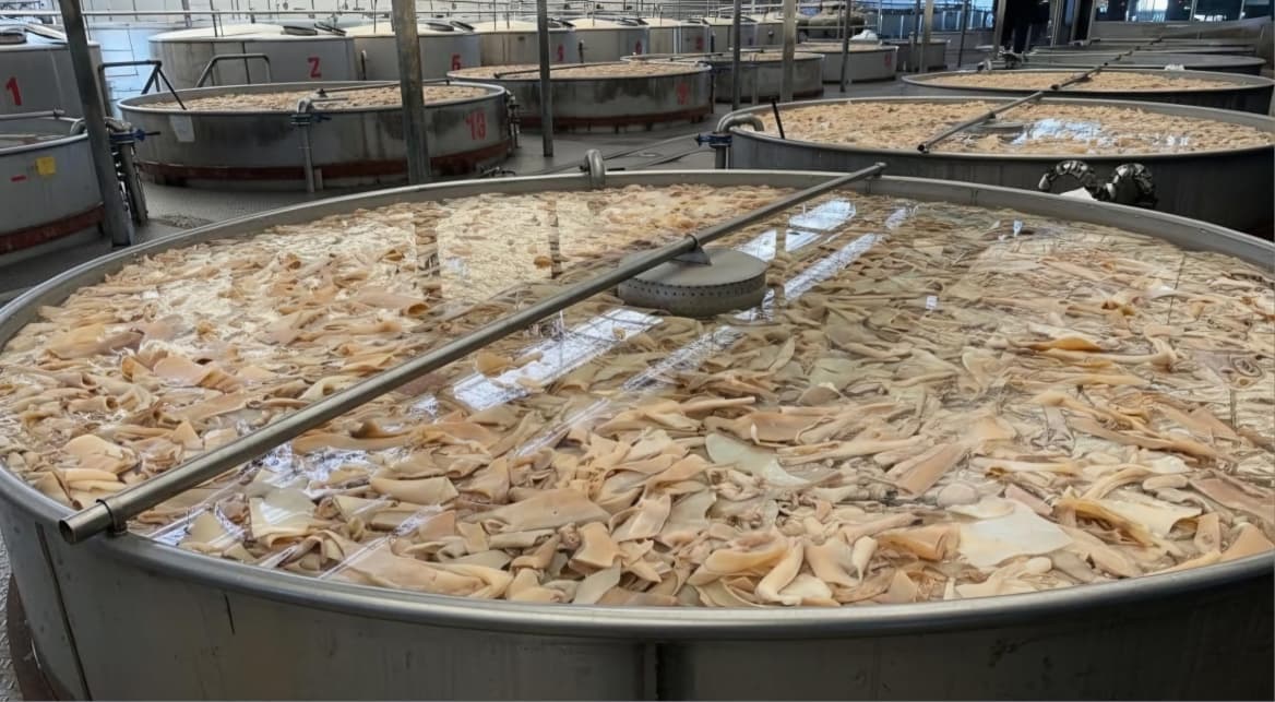 Bovine hide pieces in a circular soaking tank at Tianran Biotech — the raw material stage of bovine skin gelatin manufacture